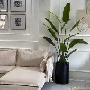 گیاه پرنده بهشتی