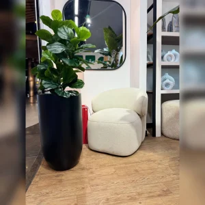 گیاه لیراتا