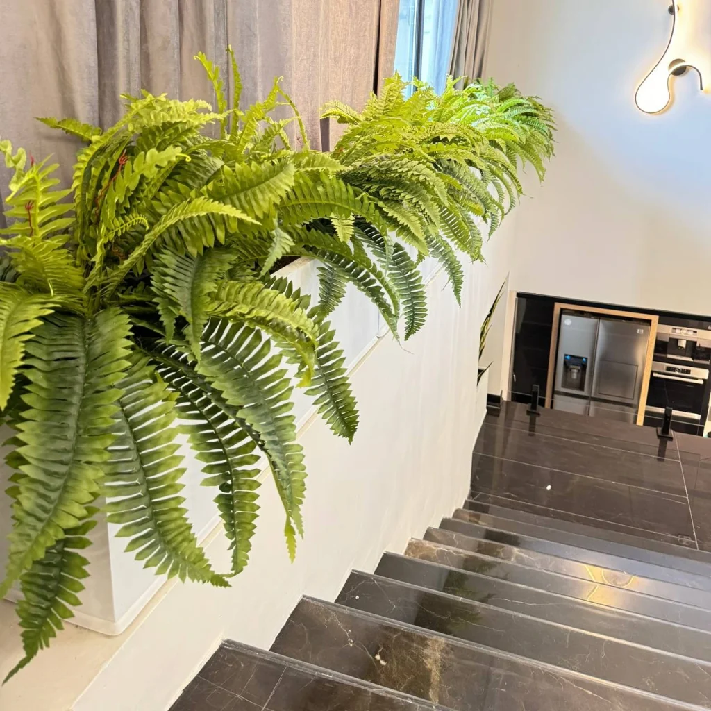 گیاه سرخس بوته ای