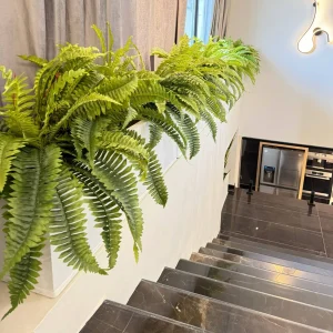 گیاه سرخس بوته ای