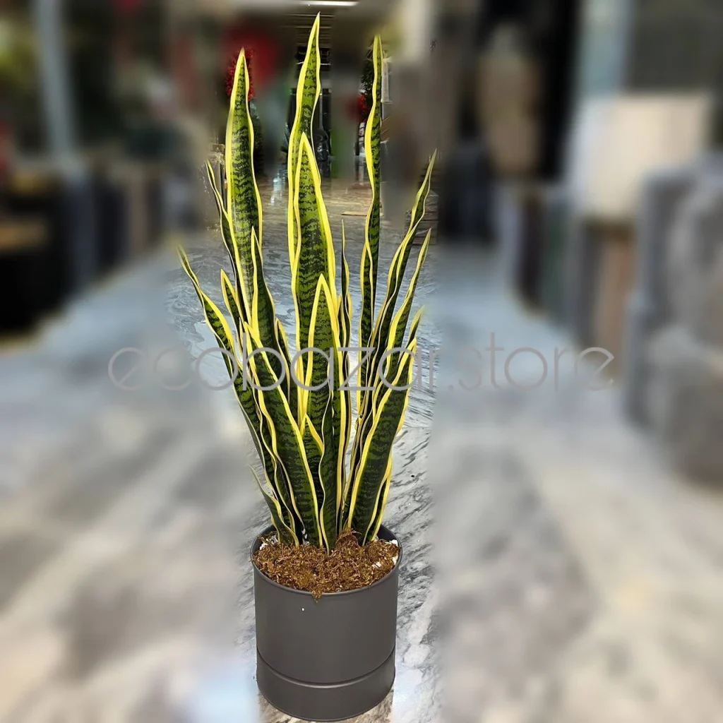 گیاه سانسوریا 