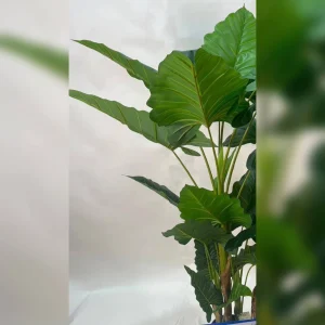 گیاه بابا آدم