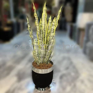 گیاه سانسوریا