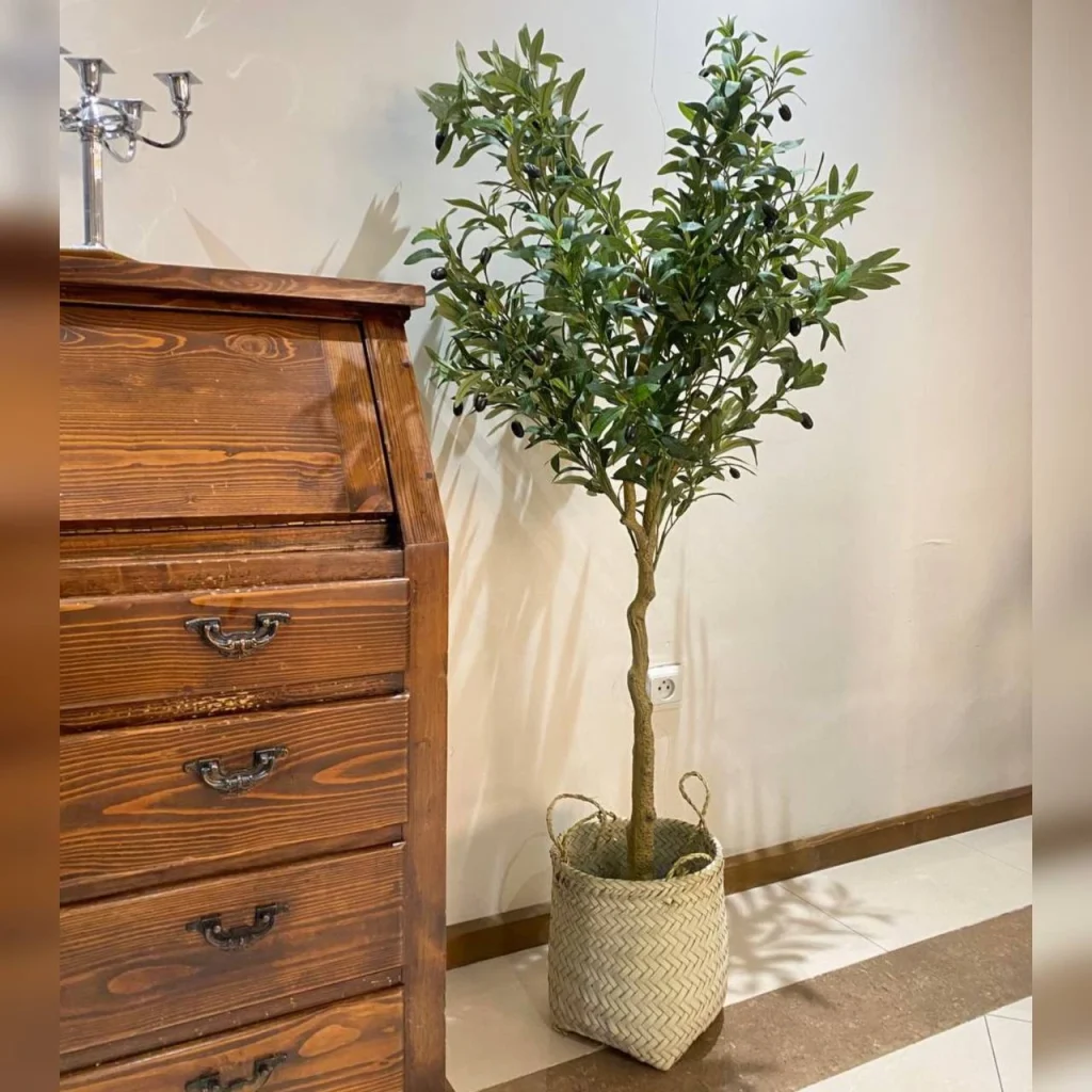  پکیج درختچه زیتون و گلدان حصیری