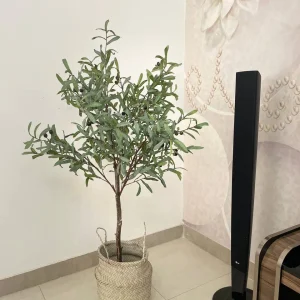 درختچه زیتون با تنه طبیعی