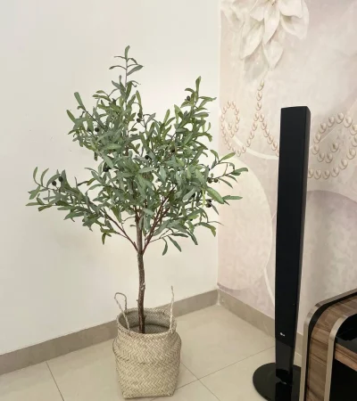 درختچه زیتون با تنه طبیعی