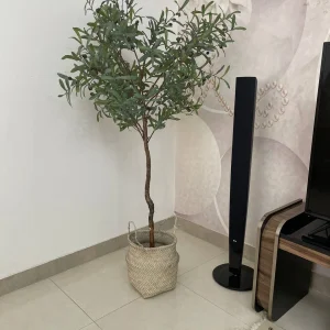 درختچه زیتون با تنه طبیعی